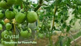  Presentation with unripe - Amazing slide deck having bunch-of-unripe-green-tomatoes backdrop and a tawny brown colored foreground