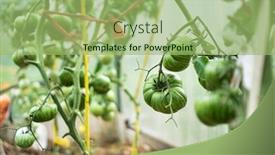  Presentation with unripe - Presentation theme having bunch-of-unripe-green-tomatoes background and a mint green colored foreground