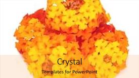  Presentation with bunch - Slides enhanced with bunch of verbenas on a white background background and a gold colored foreground