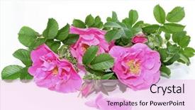  Presentation with roses - Beautiful presentation theme featuring bunch-of-very-hardy-rugosa backdrop and a lavender colored foreground