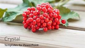  Presentation with food red - Presentation consisting of bunch of viburnum with leaves on wooden background fresh red berries the concept of healthy eating natural organic food background and a soft green colored foreground
