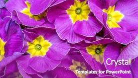  Presentation with lilac flowers bunch over wood - Slide set with bunch of violet primrose flowers background and a purple colored foreground