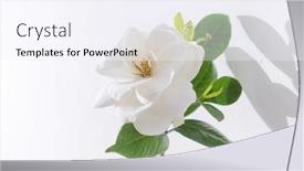  Presentation with white flowers - PPT theme consisting of bunch-of-white-gardenia-flowers background and a sky blue colored foreground