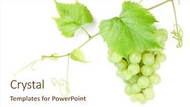  Presentation with grape vine - PPT theme having bunch of white grapes background and a cream colored foreground