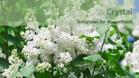  Presentation with lilac flower - PPT theme having bunch-of-white-lilac-flower background and a mint green colored foreground