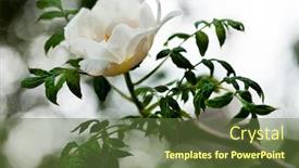  Presentation with peony flower - Beautiful PPT theme featuring bunch-of-white-peony-flower backdrop and a tawny brown colored foreground