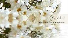  Presentation with reflecting - Presentation theme featuring bunch-of-white-small-crysanthemum background and a soft green colored foreground