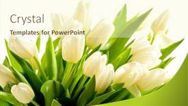  Presentation with white flowers - Presentation theme with bunch-of-white-tulips-spring background and a cream colored foreground