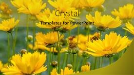  Presentation with bunch - Presentation design featuring bunch-of-yellow-coreopsis-grandiflora background and a gold colored foreground