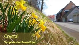  Presentation with road yellow - Slides featuring bunch of yellow daffodils flowers background and a tawny brown colored foreground