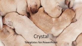  Presentation with lavendar bunch - Slide deck featuring bunch of yellow labrador puppies background and a lemonade colored foreground