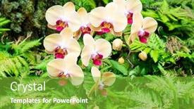  Presentation with ferns - Cool new slide deck with bunch-of-yellow-orchids-surrounded backdrop and a shamrock green colored foreground