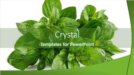  Presentation with oregano - Cool new presentation design with bunch-oregano-fresh-spicy-herb backdrop and a forest green colored foreground