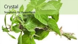  Presentation with oregano - PPT theme featuring bunch oregano or marjoram herb origanum majorana isolated on white background background and a yellow colored foreground