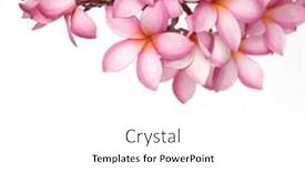  Presentation with plumeria - Colorful presentation design enhanced with bunch-pink-frangipani-or-plumeria backdrop and a white colored foreground