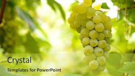  Presentation with vine wine - Theme enhanced with bunche of white wine grapes background and a yellow colored foreground