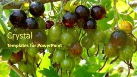 Presentation with blackcurrant - PPT layouts having bunches of blackcurrant ripening on branch background and a tawny brown colored foreground