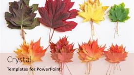  Presentation with fall leaves - Presentation design featuring bunches-of-colorful-fall-leaves background and a coral colored foreground