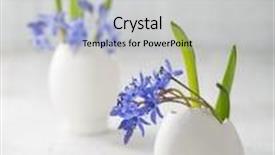  Presentation with decor - Beautiful presentation theme featuring bunches of early spring flowers scilla siberica in eggs shell on the white wooden plank shallow depth of field focus on near flowers easter decor backdrop and a light gray colored foreground