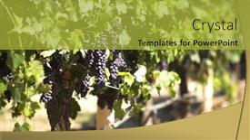  Presentation with vine - PPT theme with bunches of grapes on vine background and a yellow colored foreground