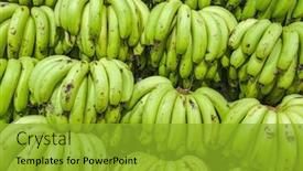  Presentation with indian - Beautiful PPT theme featuring bunches-of-green-bananas backdrop and a gold colored foreground