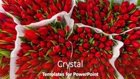  Presentation with tulip - Presentation theme featuring bunches of red tulip flowers for sale at a florists in a flower market background and a tawny brown colored foreground