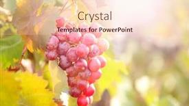  Presentation with plantation - Presentation theme featuring bunches of ripe grape on plantation closeup background and a lemonade colored foreground