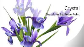  Presentation with iris flower - Slides having bundle blue iris flower isolated background and a white colored foreground