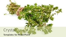  Presentation with organic cooking - Presentation theme featuring bundle-of-aromatic-spicy-thyme background and a soft green colored foreground