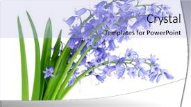  Presentation with lavender flowers - Audience pleasing presentation theme consisting of bundle of common lavender bluebell backdrop and a light blue colored foreground