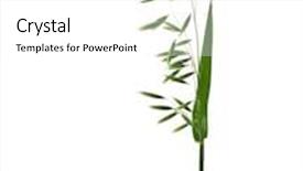  Presentation with oat - Slide deck having bundle of fresh oat plant close up isolated on white background background and a white colored foreground