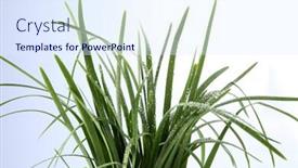  Presentation with garlic - Amazing theme having bundle-of-garlic-chives-isolated backdrop and a sky blue colored foreground