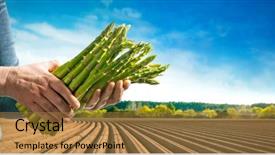  Presentation with asparagus - Beautiful PPT layouts featuring bundle of green asparagus backdrop and a gold colored foreground