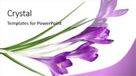  Presentation with purple crocus - Slide set with bundle of purple crocus flowers background and a white colored foreground