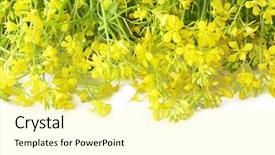  Presentation with rapeseed - PPT theme consisting of bundle of rapeseed flowers isolated background and a blonde colored foreground