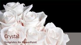  Presentation with white rose - Cool new PPT layouts with bundle of white rose backdrop and a lemonade colored foreground