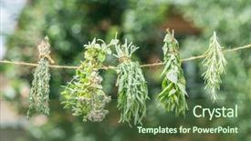  Presentation with herbs - Audience pleasing PPT layouts consisting of bundles of flavoured herbs drying backdrop and a tawny brown colored foreground