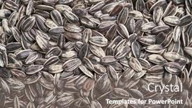  Presentation with sunflower - Slides enhanced with bung-of-grey-sunflower-seeds background and a gray colored foreground