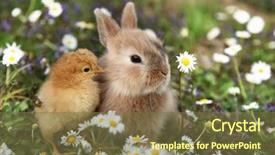  Presentation with rabbit - Slide deck featuring bunny rabbit and chick are background and a tawny brown colored foreground