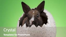  Presentation with easter bunny yellow spring flower - Beautiful presentation design featuring bunny rabbit and easter eggs backdrop and a gray colored foreground