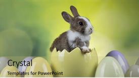  Presentation with bunny - Audience pleasing theme consisting of bunny rabbit and easter eggs backdrop and a yellow colored foreground