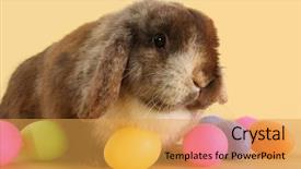  Presentation with easter bunny yellow spring flower - PPT theme featuring bunny rabbit surrounded by easter eggs background and a yellow colored foreground