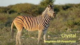  Presentation with natural gas piping - Presentation design having burchelli in natural habitat etosha background and a tawny brown colored foreground