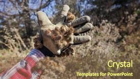  Presentation with stuck - Amazing presentation having burdock burrs stuck on work backdrop and a tawny brown colored foreground