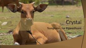  Presentation with cow - Cool new presentation theme with jersey cattle - young brown cow calf sitting backdrop and a coral colored foreground