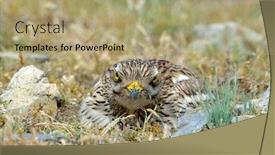  Presentation with knee - Theme having burhinus-oedicnemus-eurasian-thick-knee background and a mint green colored foreground