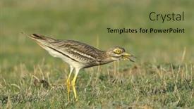  Presentation with knee - PPT theme having burhinus-oedicnemus-eurasian-thick-knee background and a violet colored foreground