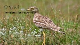  Presentation with field - PPT theme consisting of burhinus-oedicnemus-on-field background and a coral colored foreground