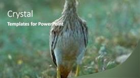  Presentation with spring - Theme having burhinus-oedicnemus-on-field background and a gray colored foreground