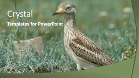  Presentation with field - Theme having burhinus-oedicnemus-on-field background and a gray colored foreground